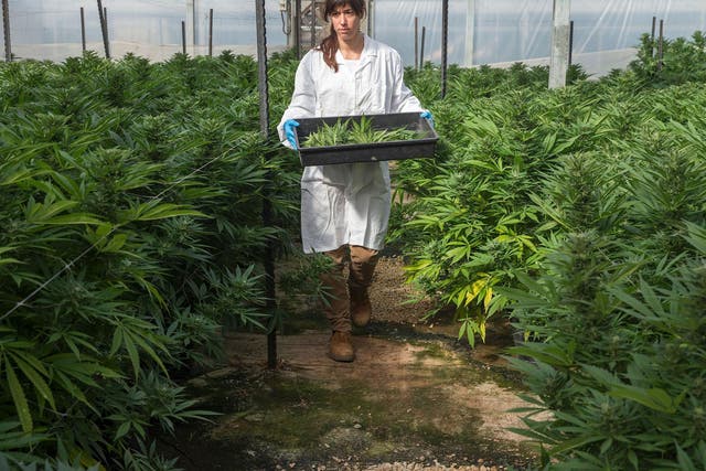A worker is pictured in the Breath Of Life greenhouse in Israel, which is seen as a world leader in medical cannabis research