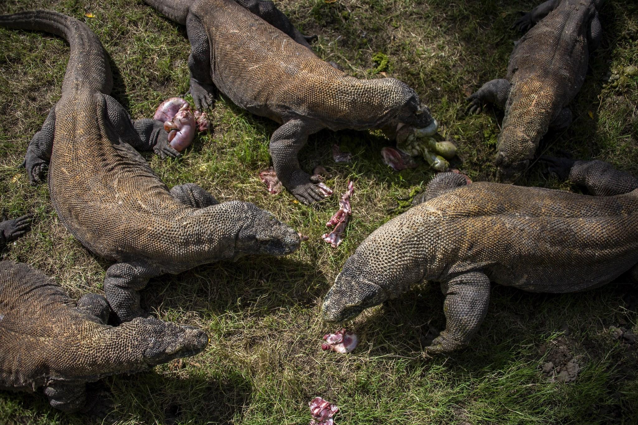 Where is Komodo National Park? Are they endangered? How heavy and how ...