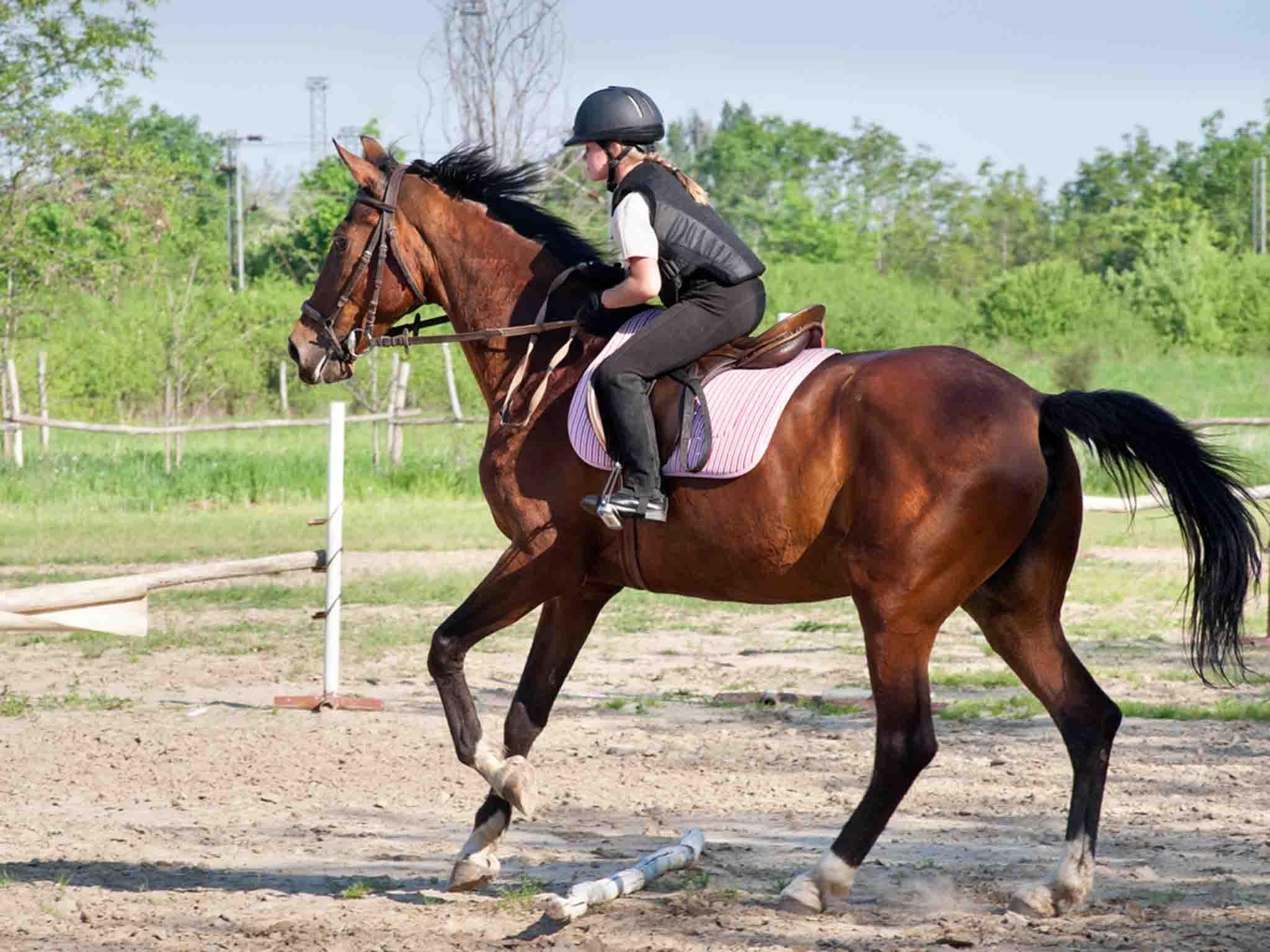 Horse riding 2024 for children