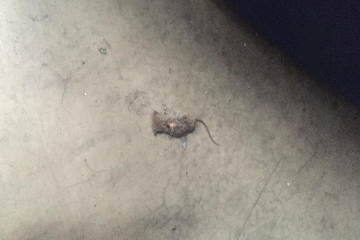 Asda fined £300,000 after dead mice, rotting food and fly larvae found ...