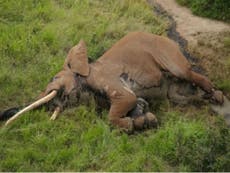 One of Africa's last giant tusker elephants is killed in Kenya