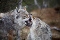 Norway set to allow recreational wolf-hunting 
