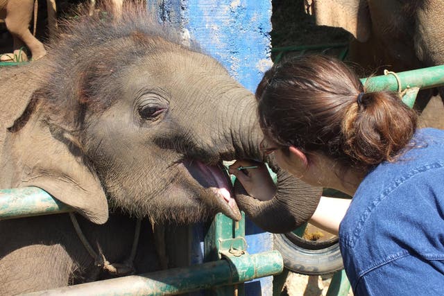 An elephant is DNA registered using a cheek swab that costs less than £8