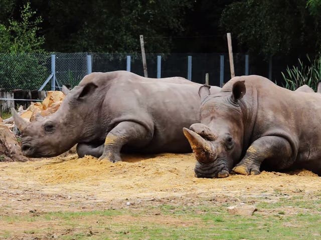 Vince and another rhinoceros called Bruno arrived at the zoo in 2015