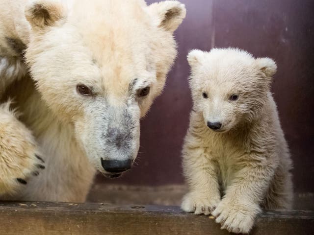 Fritz pictured with his mother Tonja in their enclosure