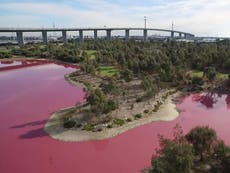 Australian lake turns pink in incredible natural phenomenon