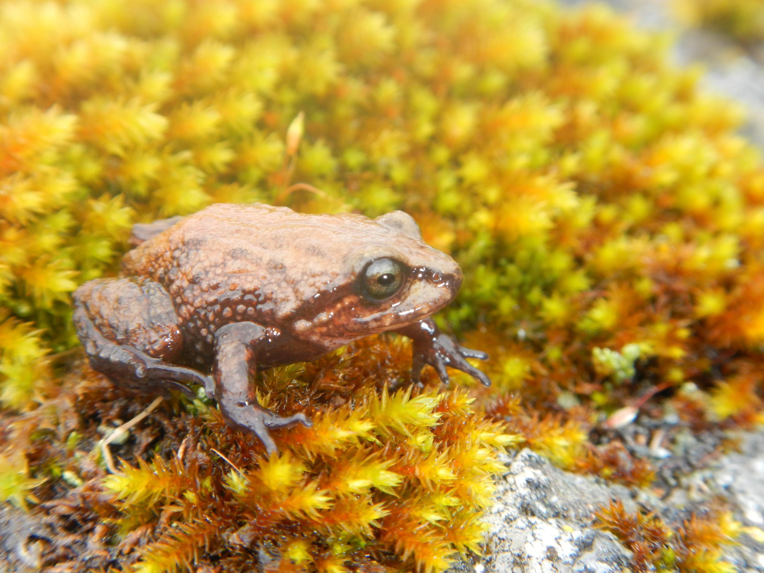 David Attenborough's frog: New Andean species first amphibian