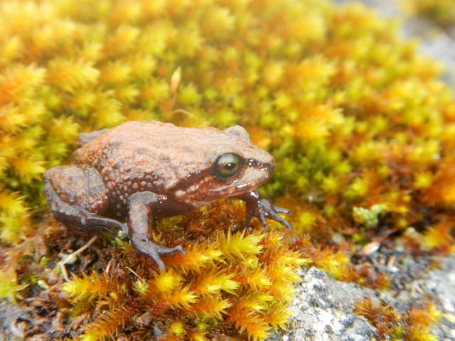 The frog was discovered in the mountains of central Peru living at altitudes of up to nearly 4,000 metres 