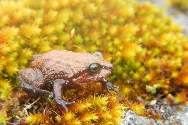 The frog was discovered in the mountains of central Peru living at altitudes of up to nearly 4,000 metres 