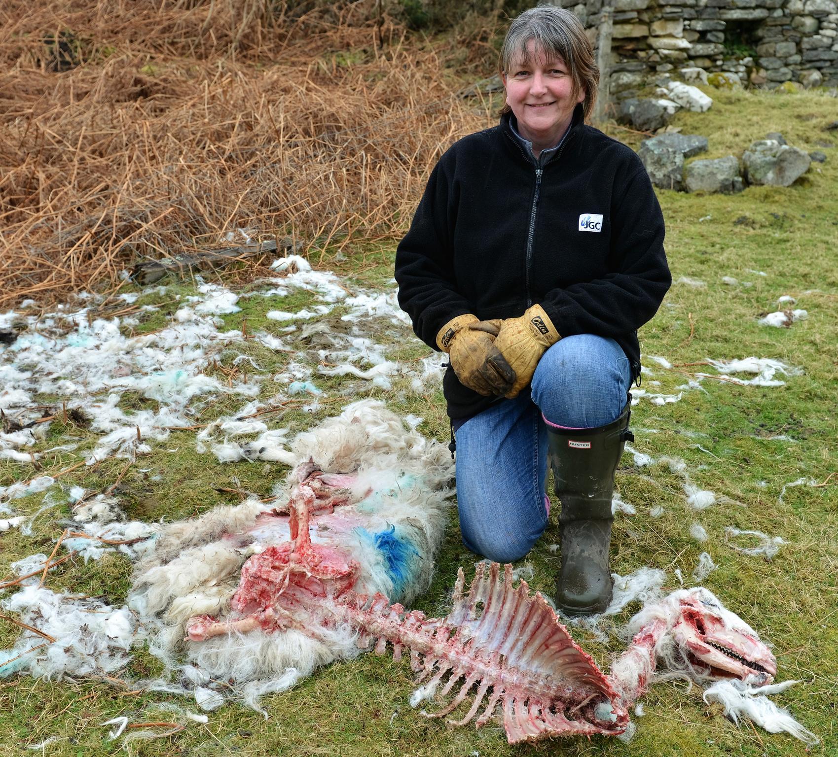 Crofter Susan Mackay with the carcass of her dead sheep