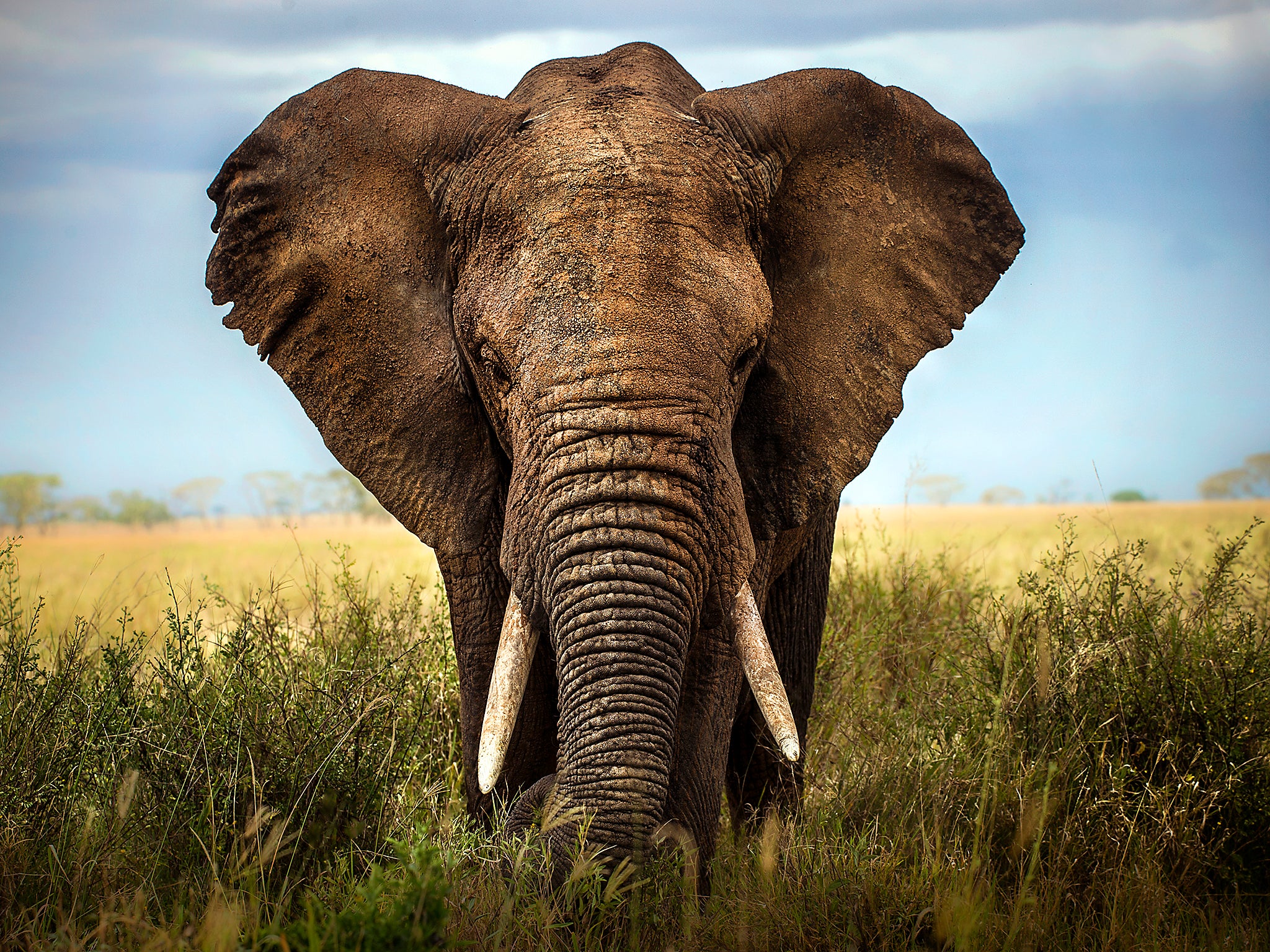 Elephants can have a life span of up to 70 years, although some live even longer than that
