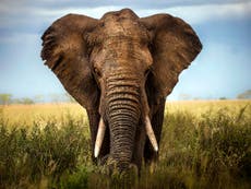 Tories quietly bin pledge to ban ivory trade in 2017 manifesto