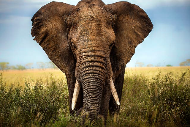 Around 20,000 elephants are killed by poaching in Africa every year, which means an elephant is killed every 25 minutes. 