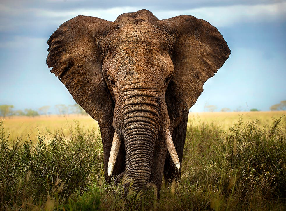 Around 20,000 elephants are killed by poaching in Africa every year, which means an elephant is killed every 25 minutes. 