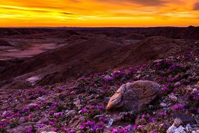 The Anza-Borrego Desert is experiencing a superbloom of wildflowers after a wet winter