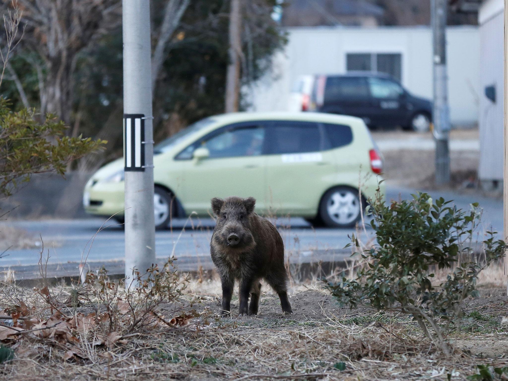 Wild boars are said to be outnumbering humans in Namie town in the Fukushima prefecture