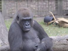 Gorilla throws block of wood at pregnant woman’s head in US zoo