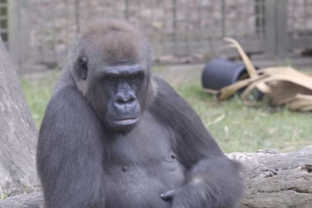 Praline,a 20-year-old lowland gorilla, threw a piece of wood at fleeing visitors at a zoo in New Orleans