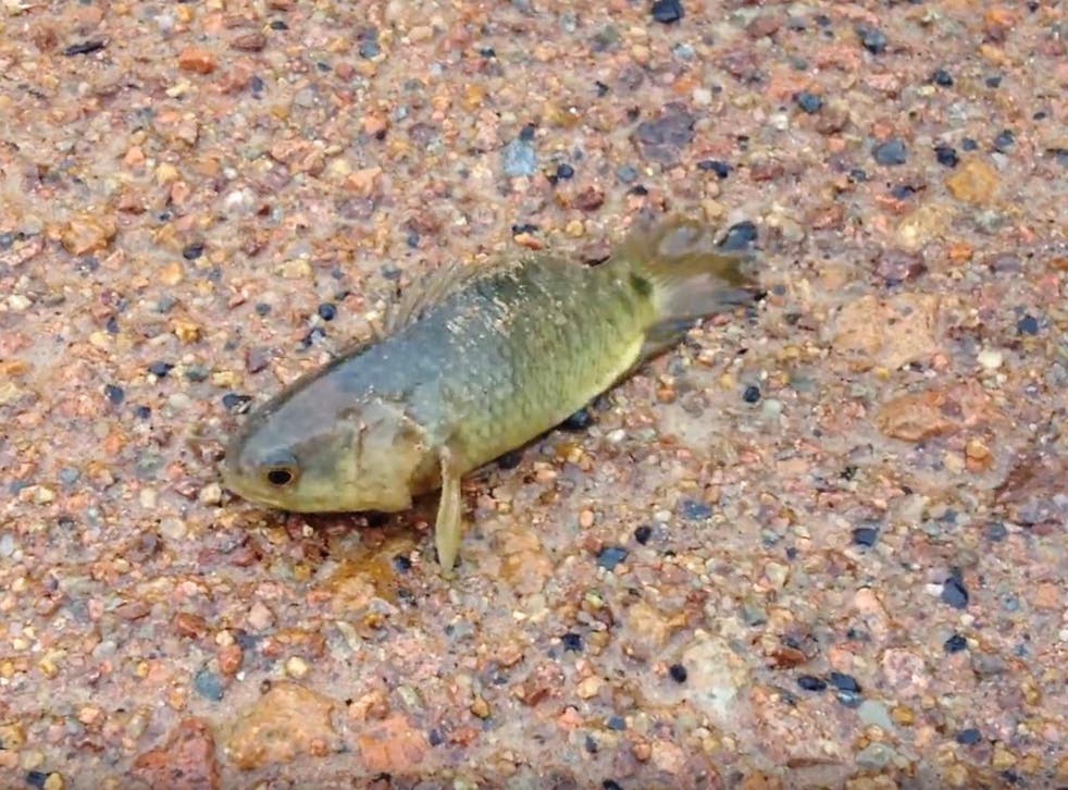 A climbing perch, which has lungs as well as gills, can survive on land for up to six days