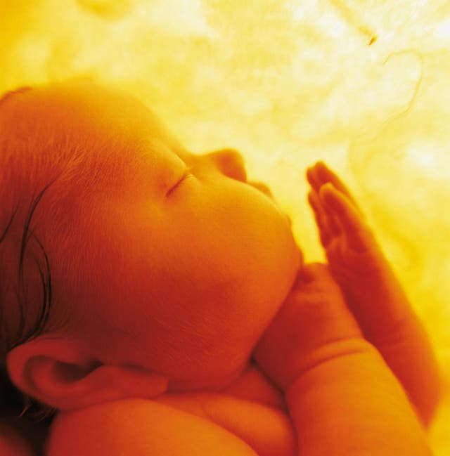 Anne Geddes World S Most Famous Baby Photographer On How To Take The Perfect Picture Of Your Child The Independent The Independent