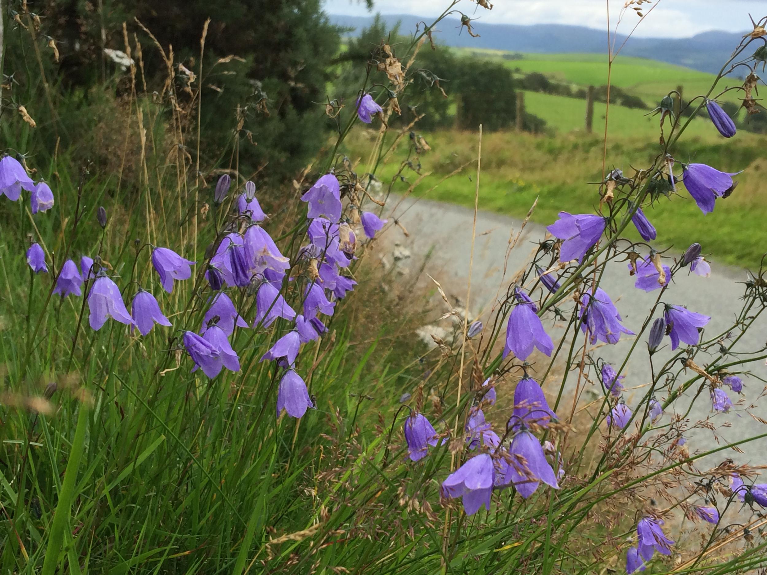Harebells are among the flowering plants threatened by air pollution