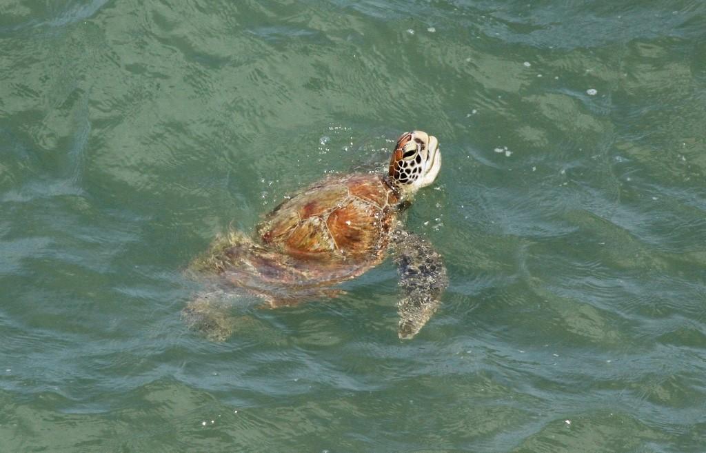 View sea turtles at conservation projects rather than at zoos or sea turtle farms (Responsible Travel)