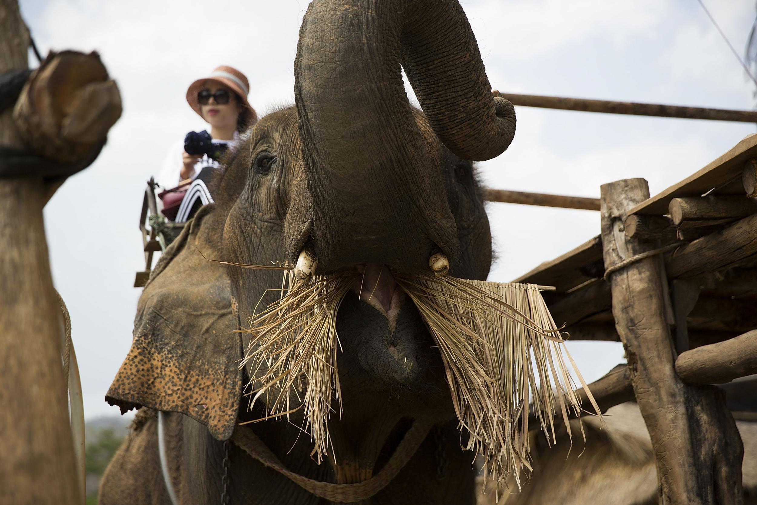 Riding elephants isn't part of Thai culture, and the animals are often maltreated