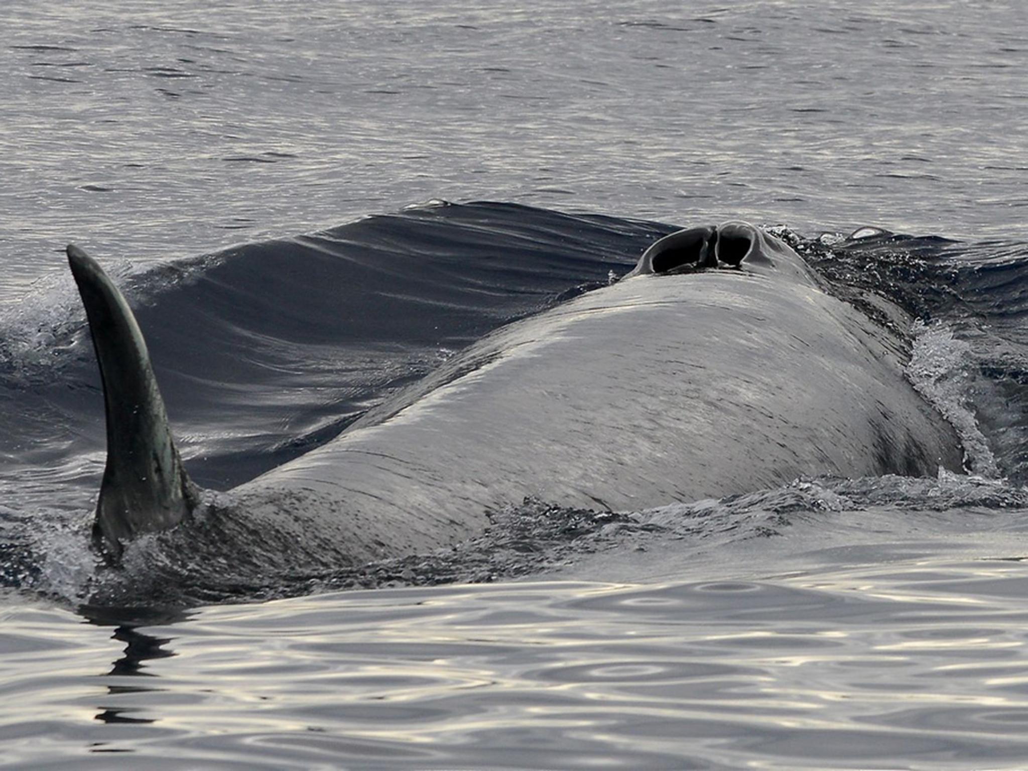 Sei whales are classified as ‘endangered’ on the International Union for Conservation of Nature’s ‘red list’