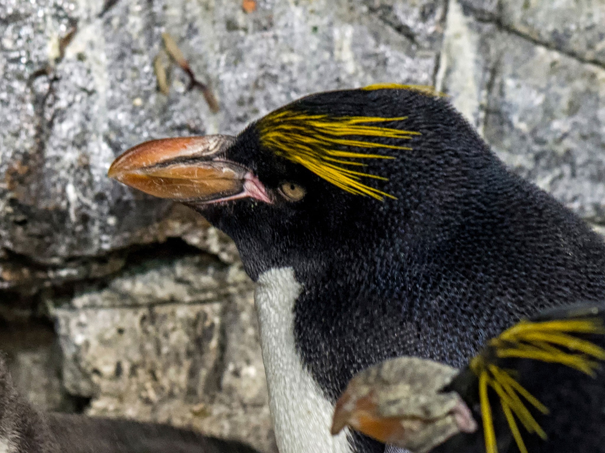 Experts believe the Macaroni penguin could be hardest hit as the UK is responsible for more of that globally-endangered species than any other nation