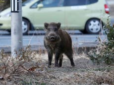 Hunters deployed to kill radioactive wild boars in Japan