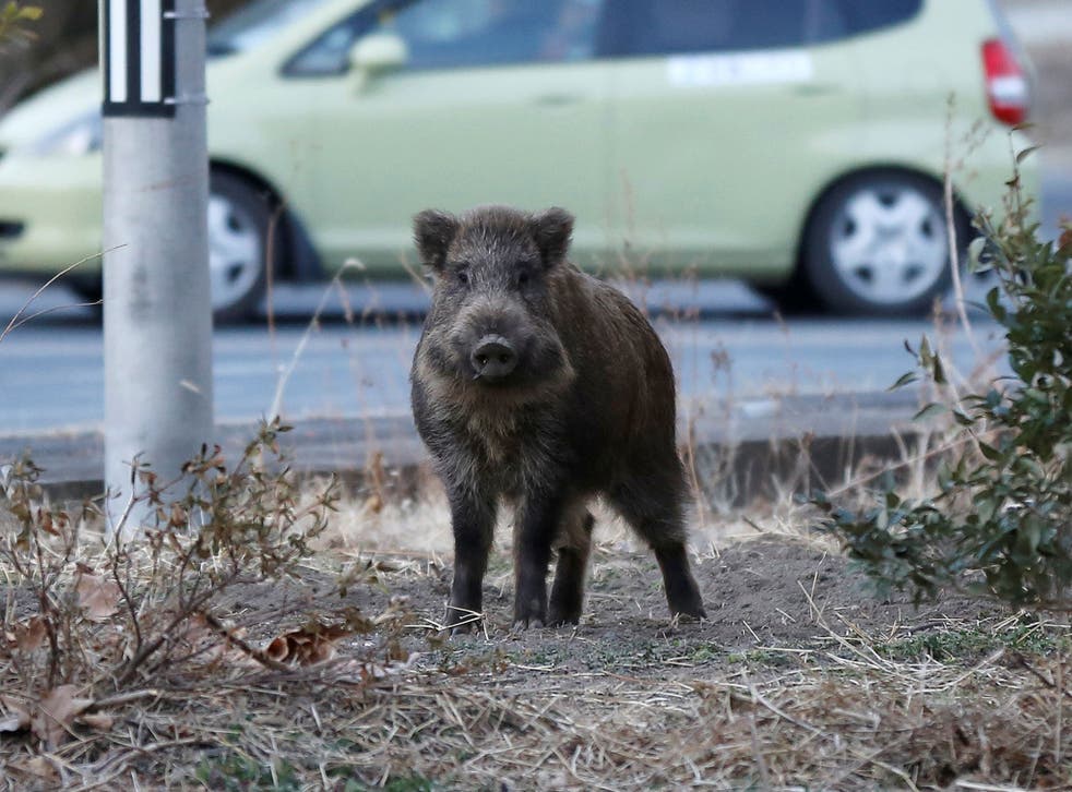 A wild boar in an evacuation zone near the Fukushima nuclear power plant