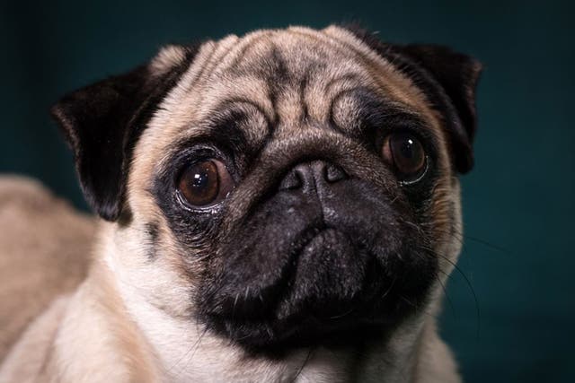 A pug poses for a photograph on the second day of Crufts. Pugs are one of several breeds with severe breathing difficulties due to selective breeding