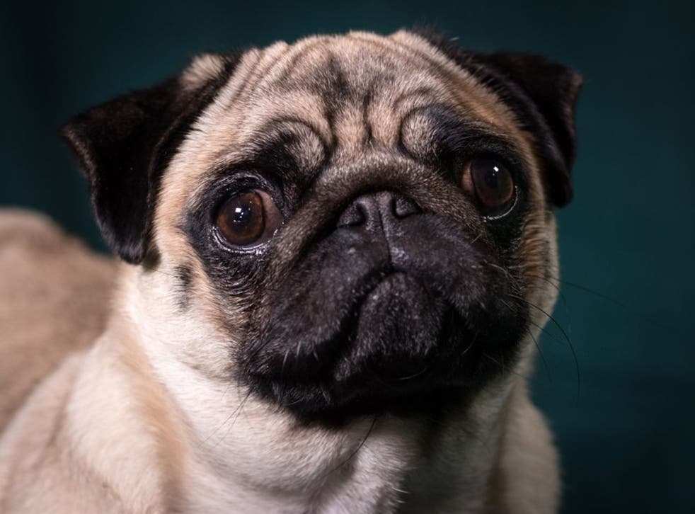 A pug poses for a photograph on the second day of Crufts. Pugs are one of several breeds with severe breathing difficulties due to selective breeding