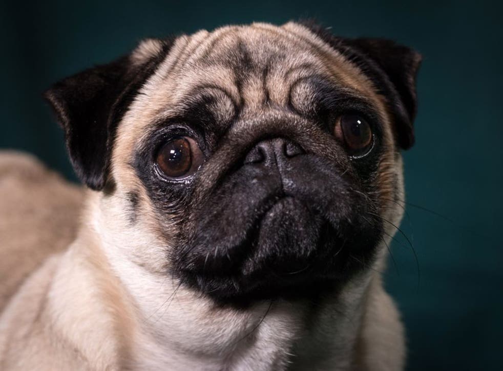 Popularity of pugs and bulldogs in advertising causing 'animal welfare