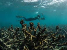 Huge coral reef die-off in Asia latest warning of climate change