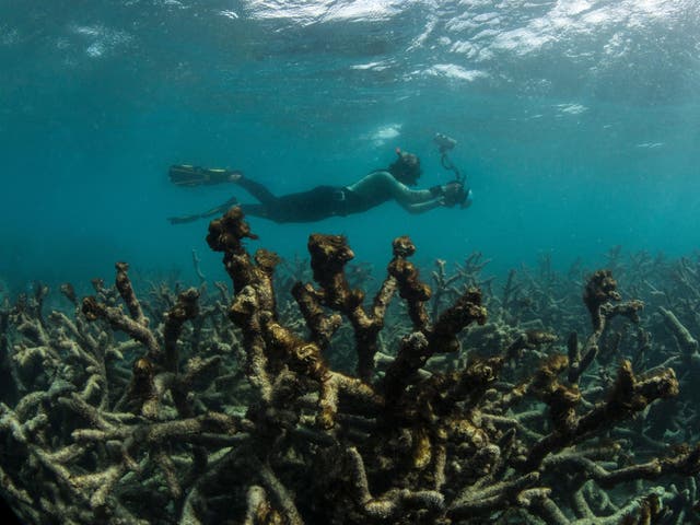 Water temperature rises in the South China Sea has caused unprecedented levels of coral bleaching