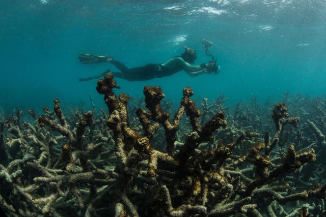 An underwater photographer documents an expanse of dead coral at Lizard Island on Australia's Great Barrier Reef