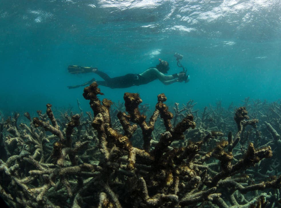 An underwater photographer documents an expanse of dead coral at Lizard Island on Australia's Great Barrier Reef