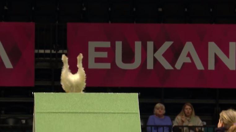 Olly achieves an impressive leap over the pyramid obstacle Crufts