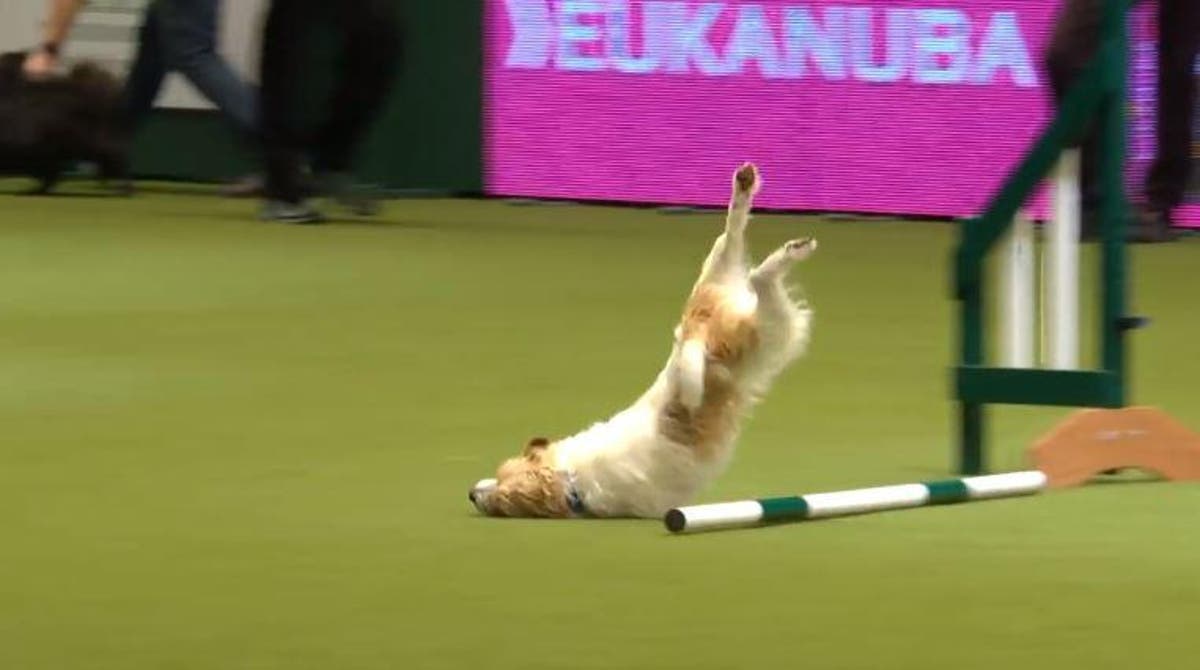 Crufts 2017: Nosediving rescue dog steals the show on bad agility ...