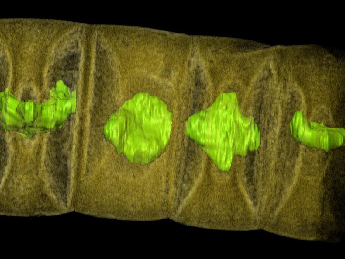 World's oldest plant fossil discovered by student pushes evolution of  complex life back 400 million years | The Independent | The Independent