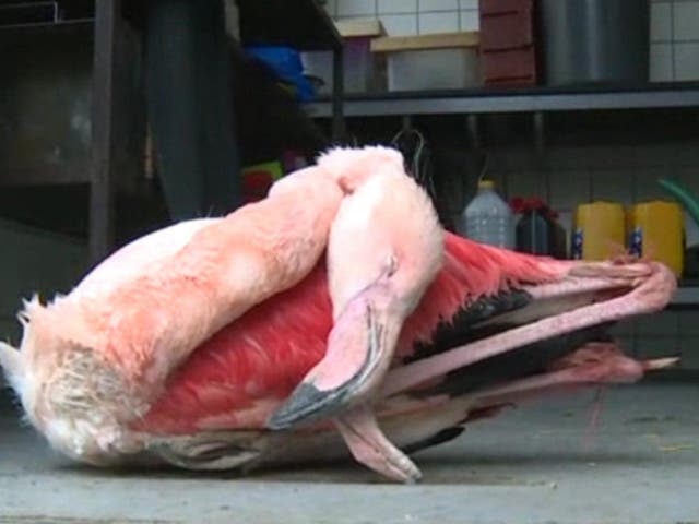 The flamingo died after being beaten by the children