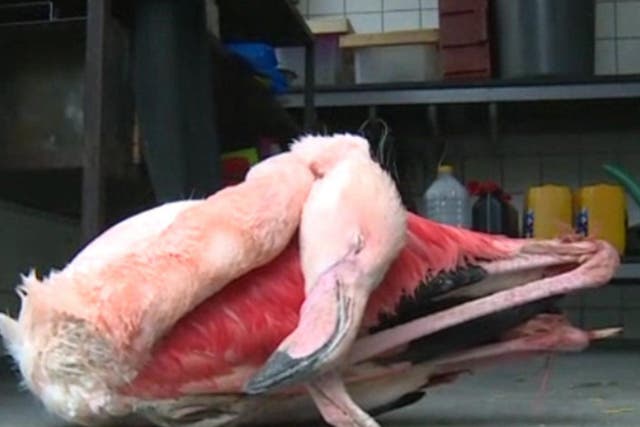 The flamingo died after being beaten by the children