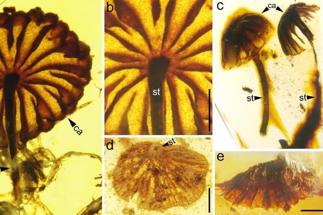 Researchers are amazed at how similar the ancient specimens are to modern mushrooms