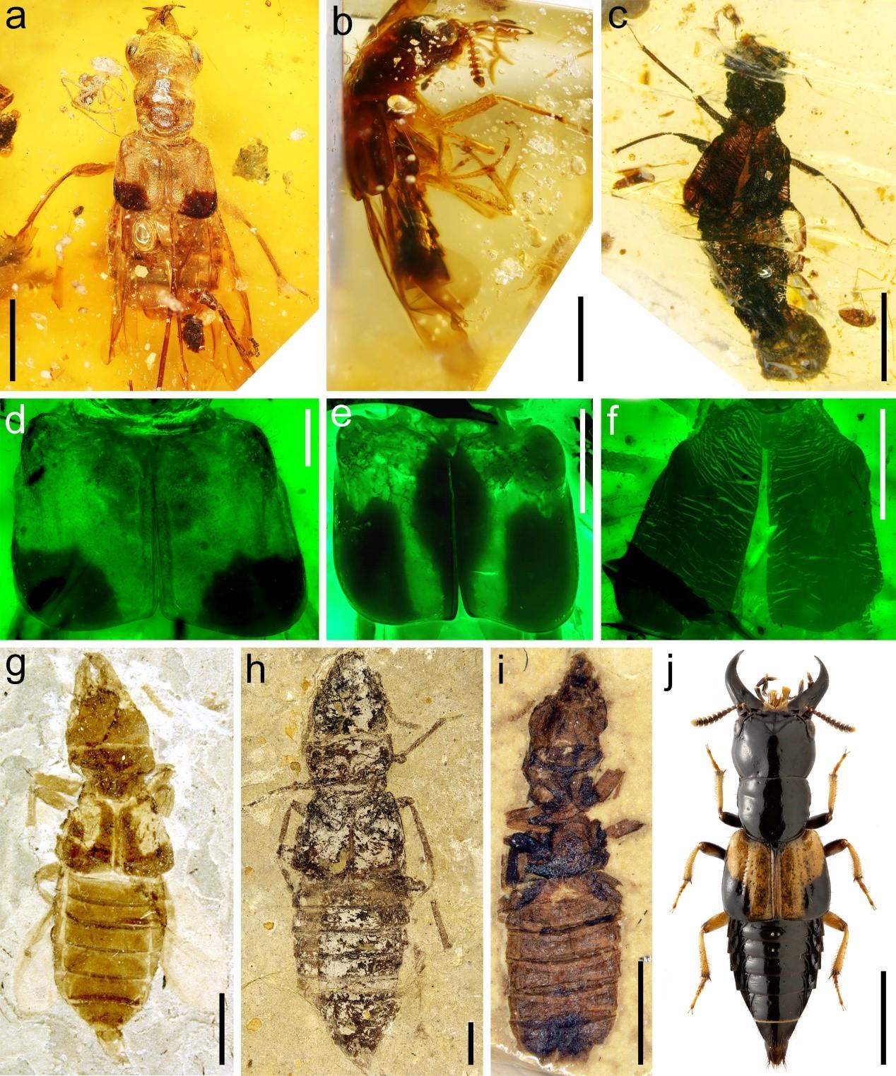 Rove beetles, dating as far back as 125 million years, were found preserved in amber