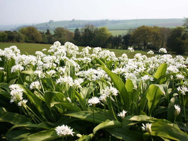 Going green: there is wild garlic aplenty in the British countryside at this time of year but if you can’t find any try a farmers’ market