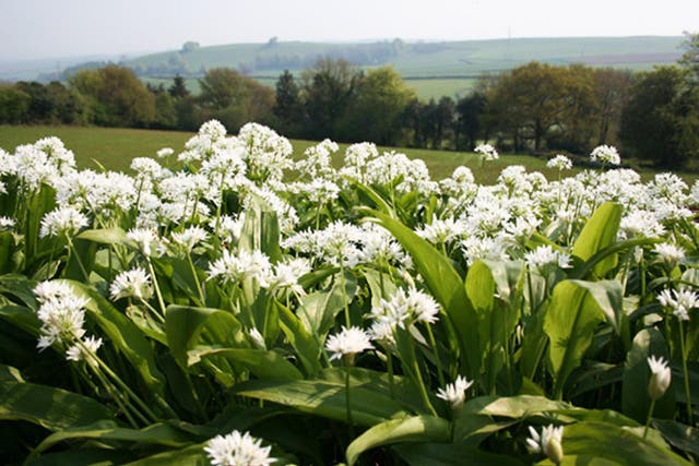 Going green: there is wild garlic aplenty in the British countryside at this time of year but if you can’t find any try a farmers’ market