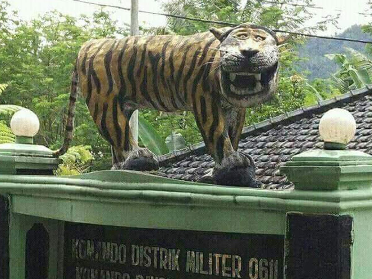 Тигр какает