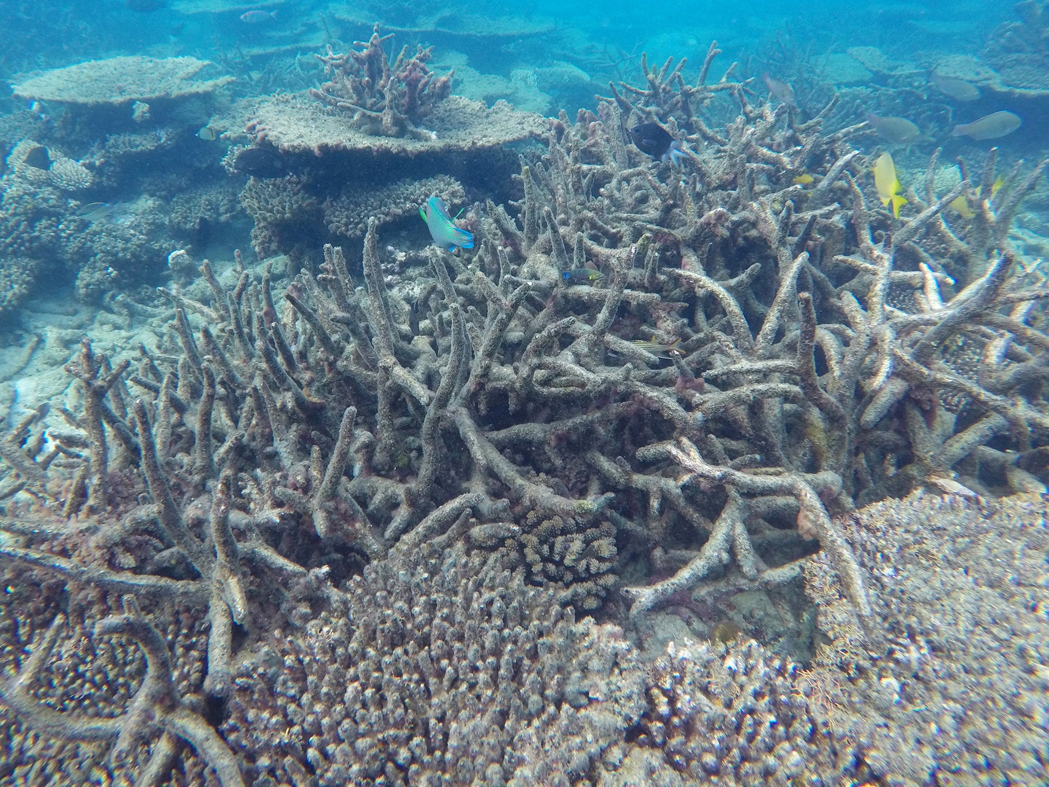 The authors estimate that the reef is worth A$29bn to tourism and has a brand – or indirect – value of A$23.2bn