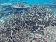 Great Barrier Reef worth £33bn and is 'too big to fail', say experts
